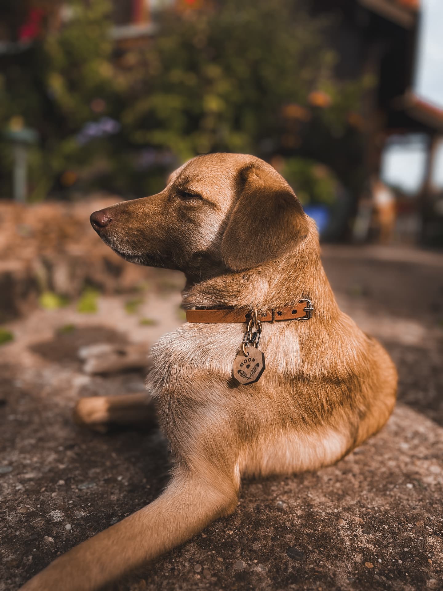 Un chien portant sa médaille en bois Foresta