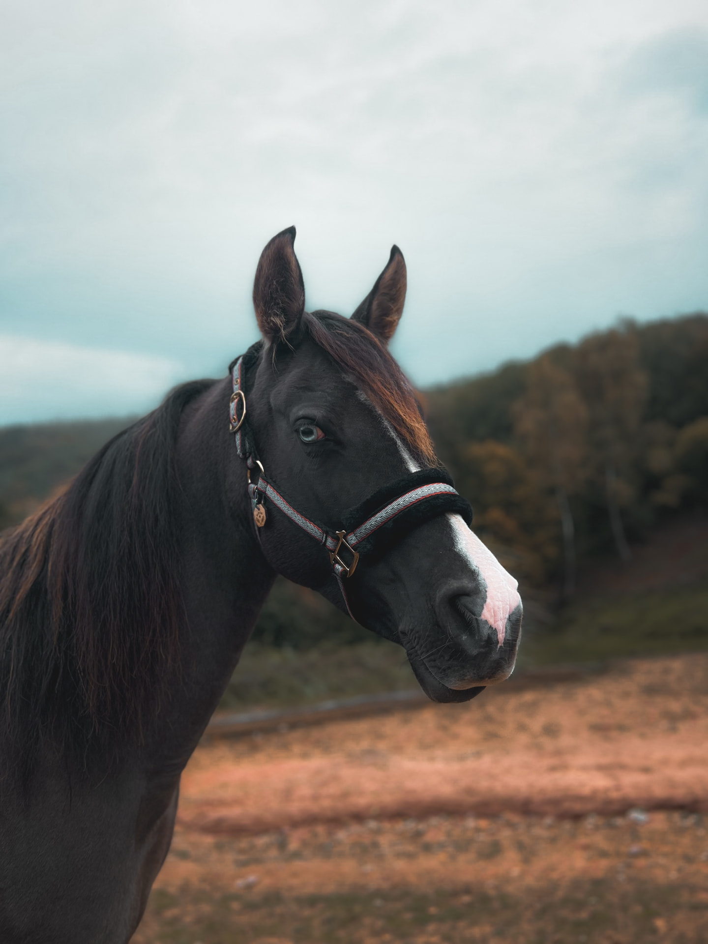 Pour chevaux